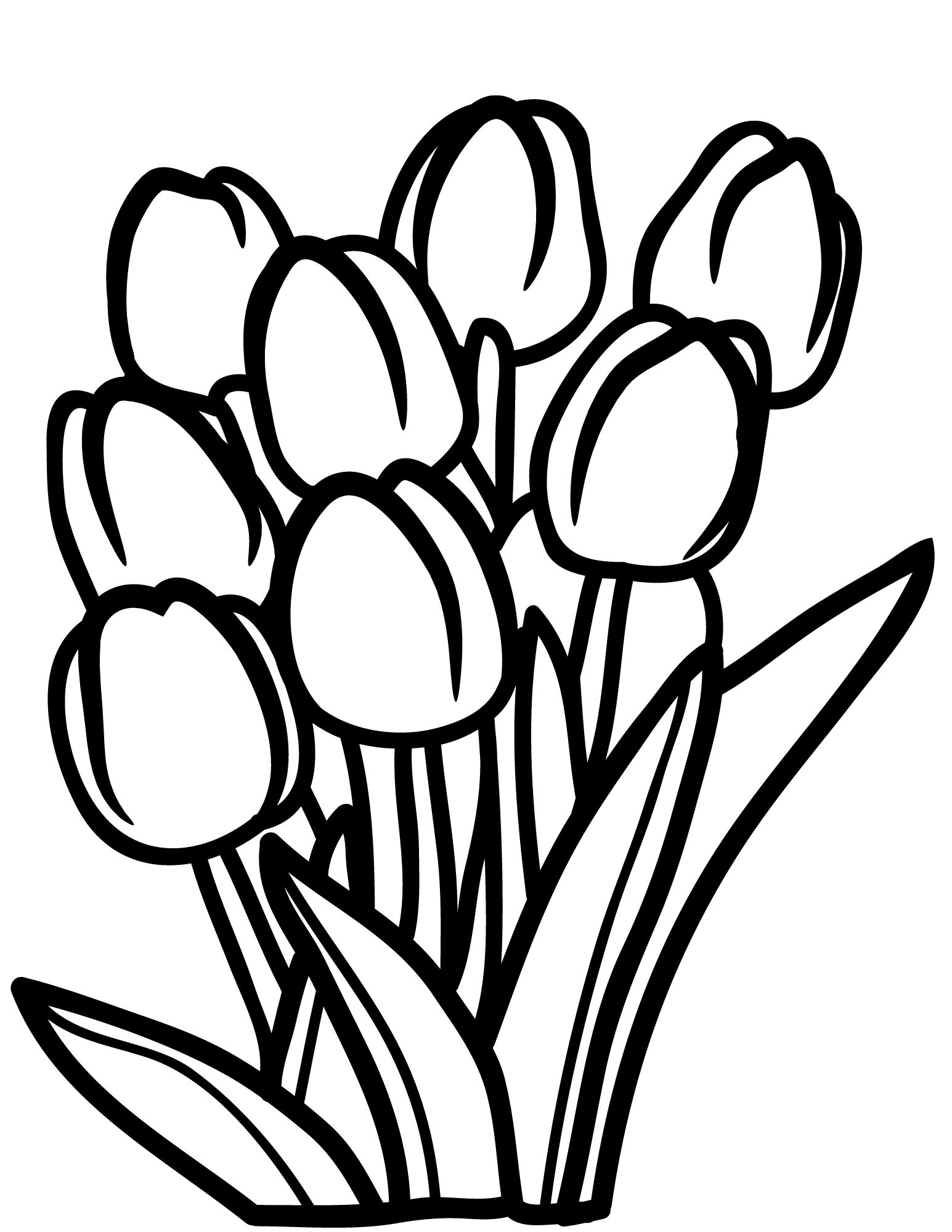 Free Tulip Coloring Pages To Celebrate Spring Free Tulip Coloring Pages To Celebrate Spring