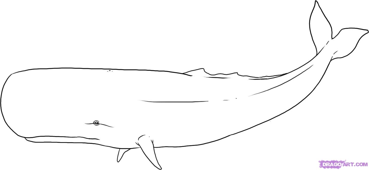 Free Whale Outline Pictures Clipartix Free Whale Outline Pictures Clipartix