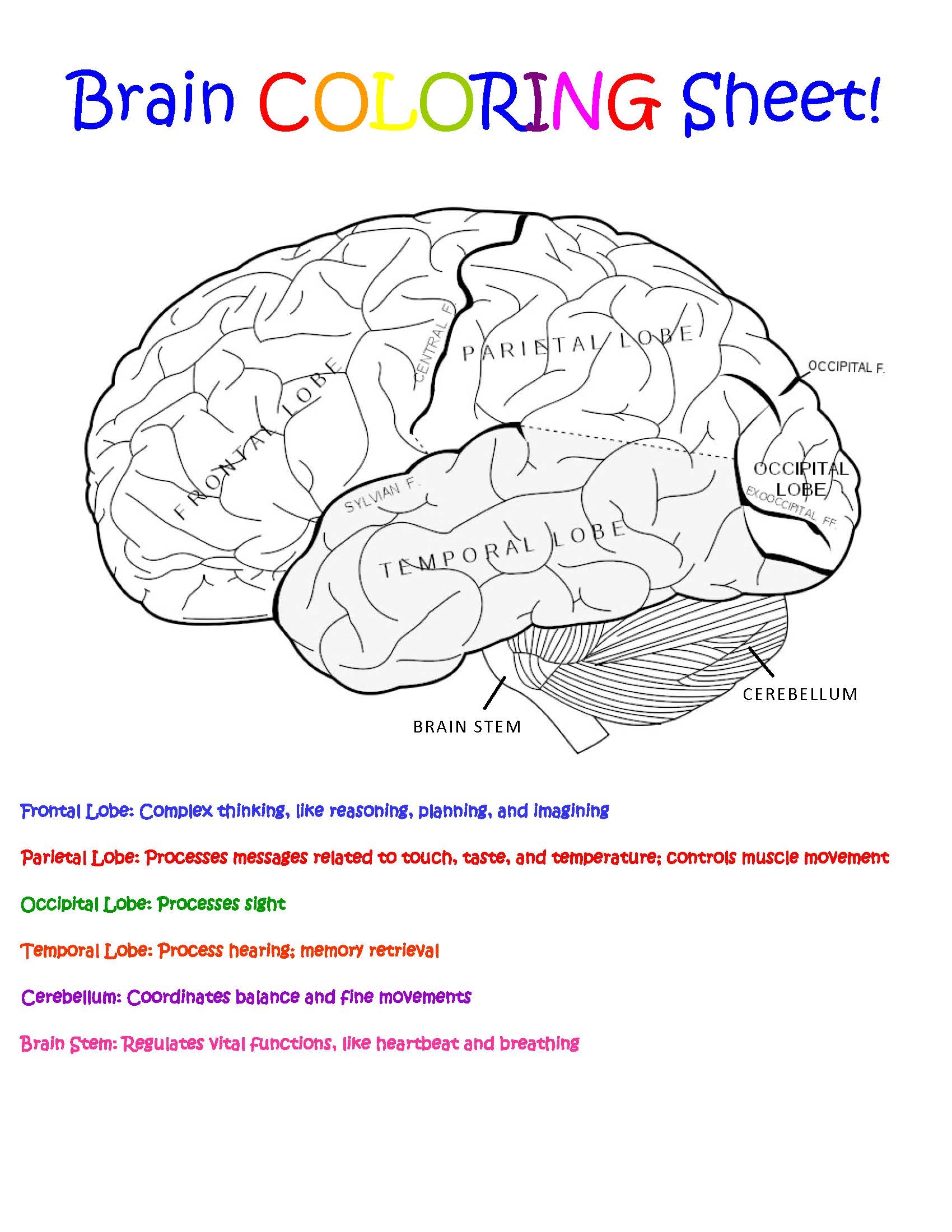 Fun Brain Games Cohen Lab Fun Brain Games Cohen Lab