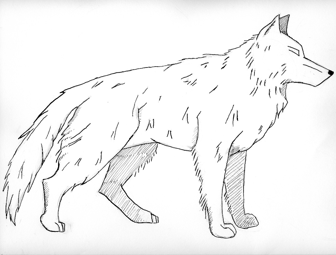 Gambar Free Printable Wolf Coloring Pages Kids Realistic Animals Di Gambar Free Printable Wolf Coloring Pages Kids Realistic Animals Di