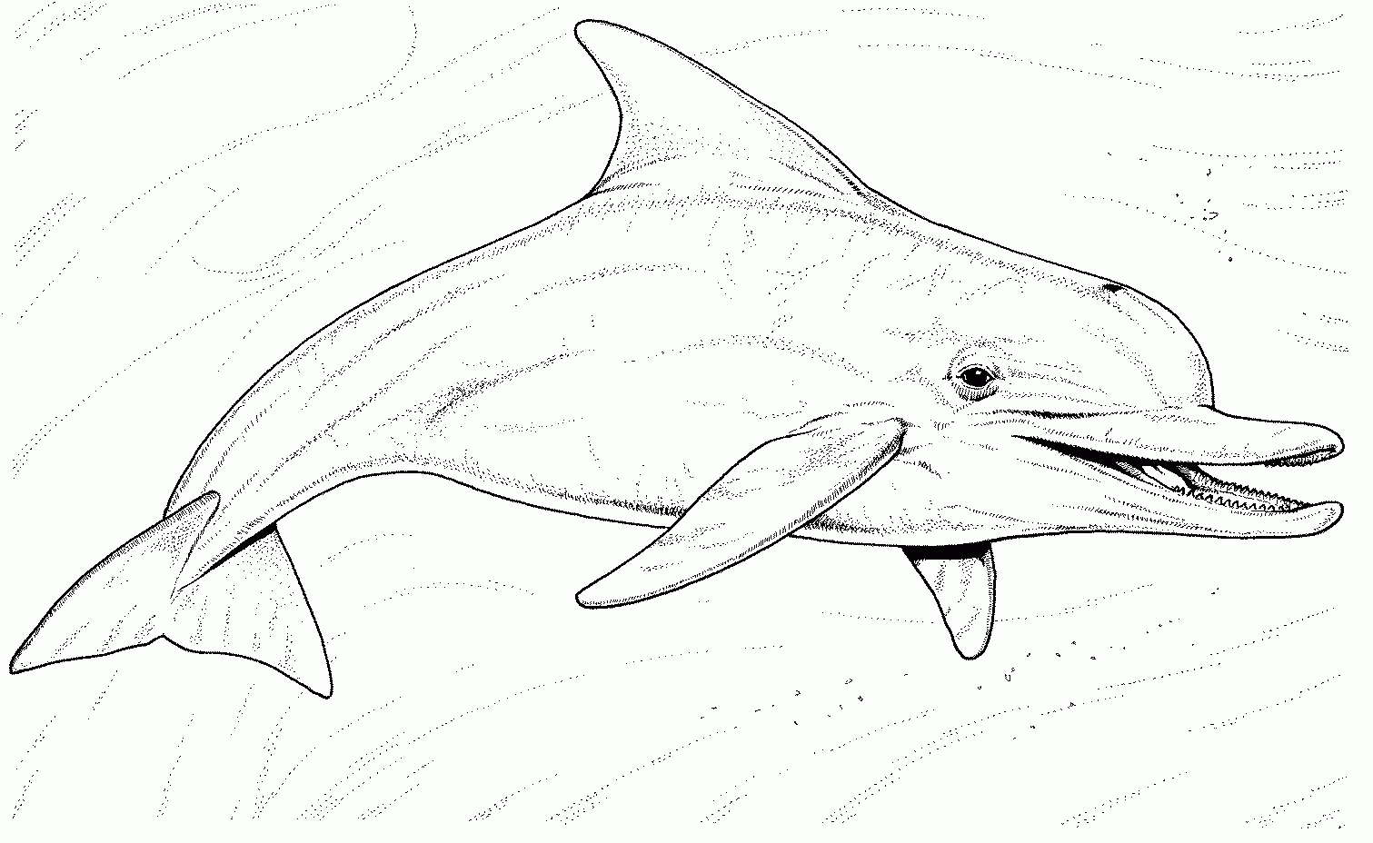 Gambar Ocean Dolphin Animal Coloring Pages Free Printable Dolphins Di Gambar Ocean Dolphin Animal Coloring Pages Free Printable Dolphins Di