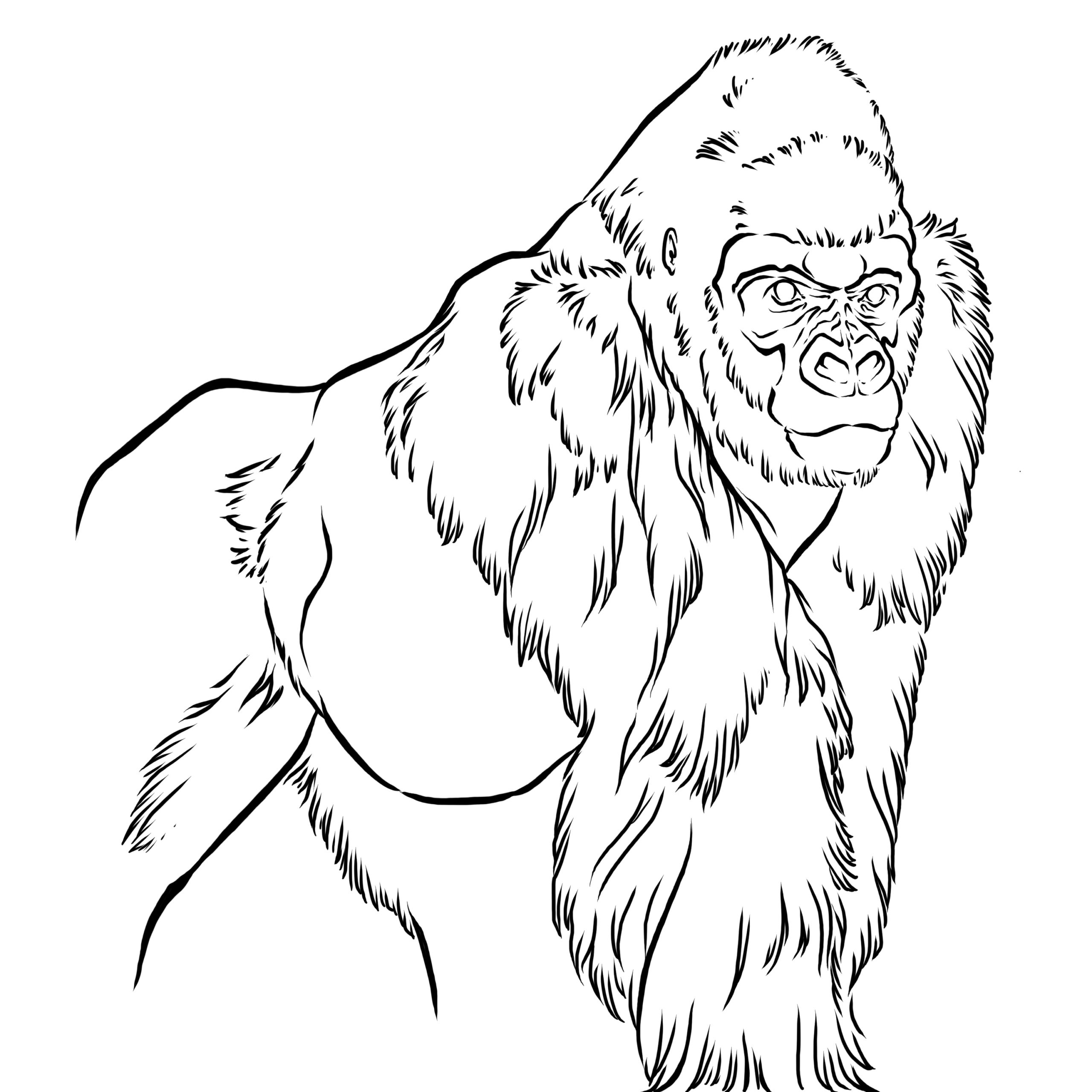 Gorilla Coloring Pages Printable Gorilla Coloring Pages Printable