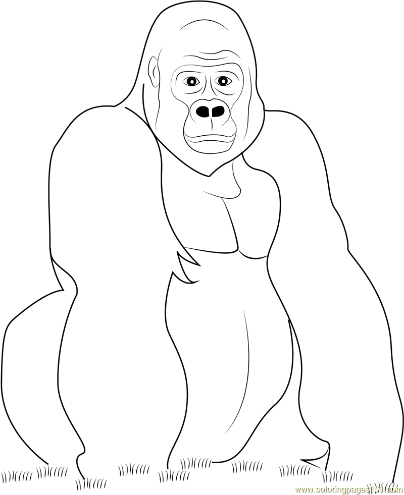Gorilla Coloring Pages Printable Gorilla Coloring Pages Printable