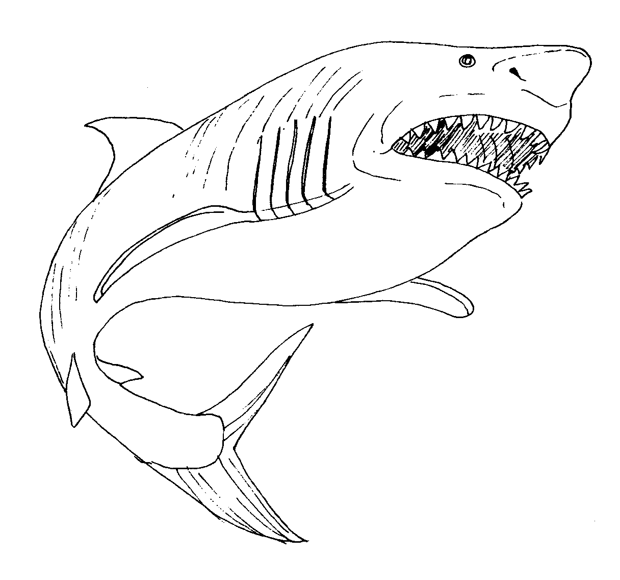 Great White Shark Coloring Page At GetColorings Free Printable Great White Shark Coloring Page At GetColorings Free Printable