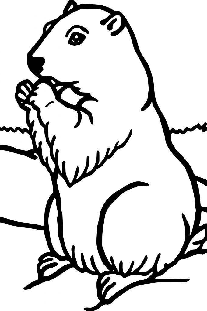 Groundhog Coloring Pages Printable