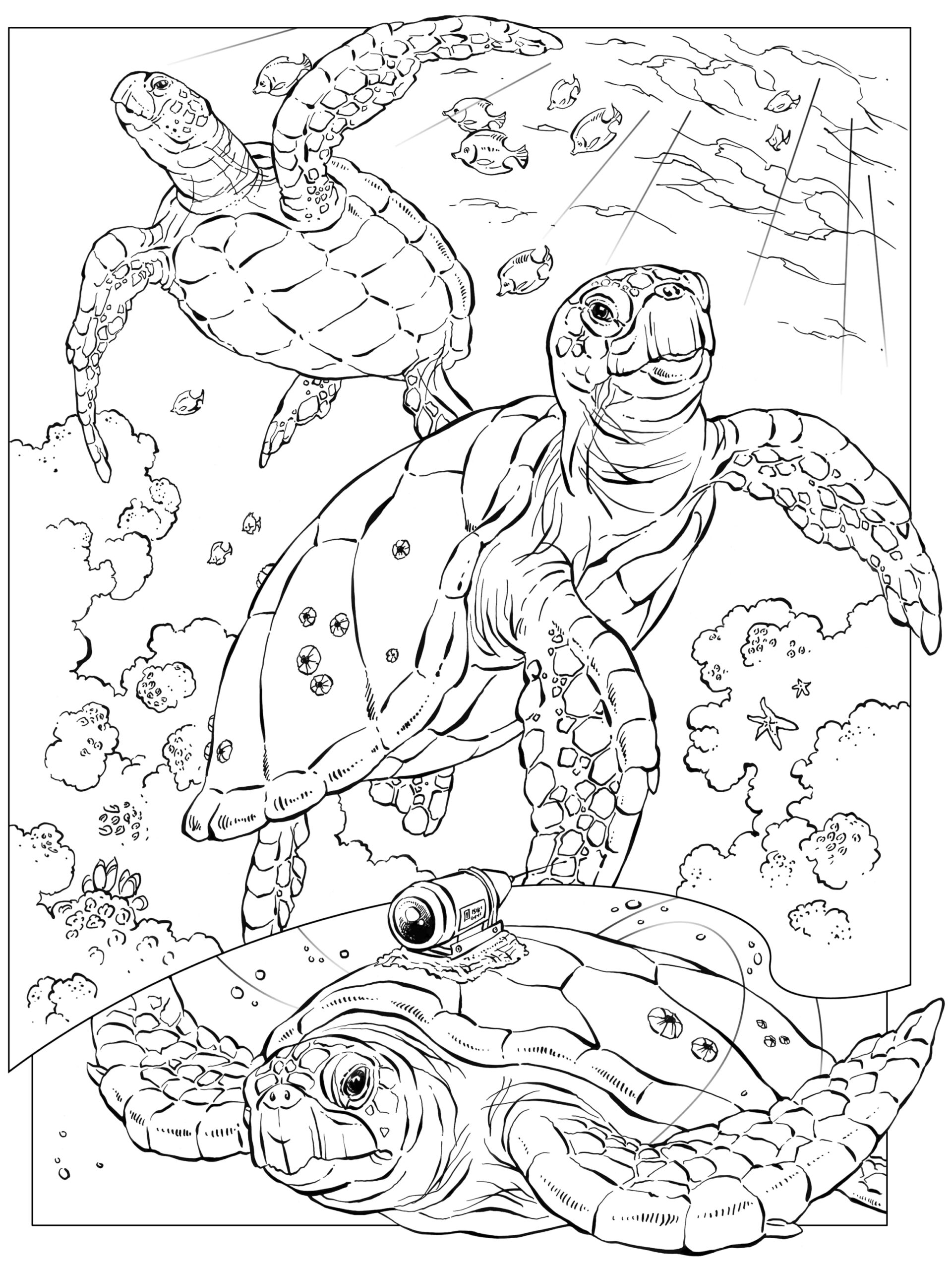 Ocean Printable Coloring Pages Ocean Printable Coloring Pages