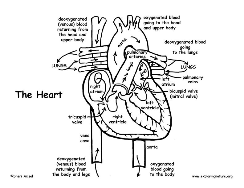 Heart Anatomy Coloring Pages At GetColorings Free Printable