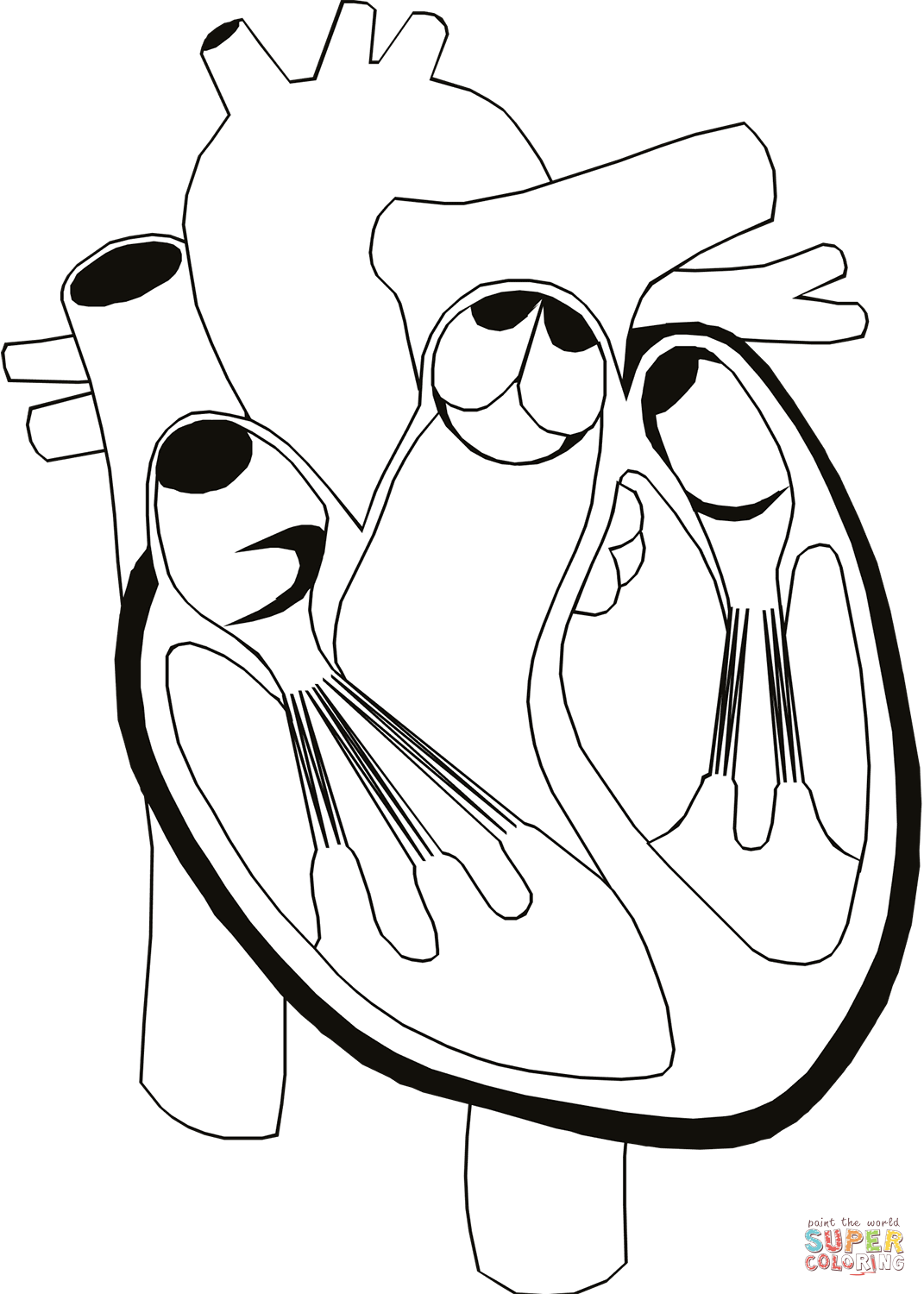 Heart Anatomy Coloring Pages Coloring Home