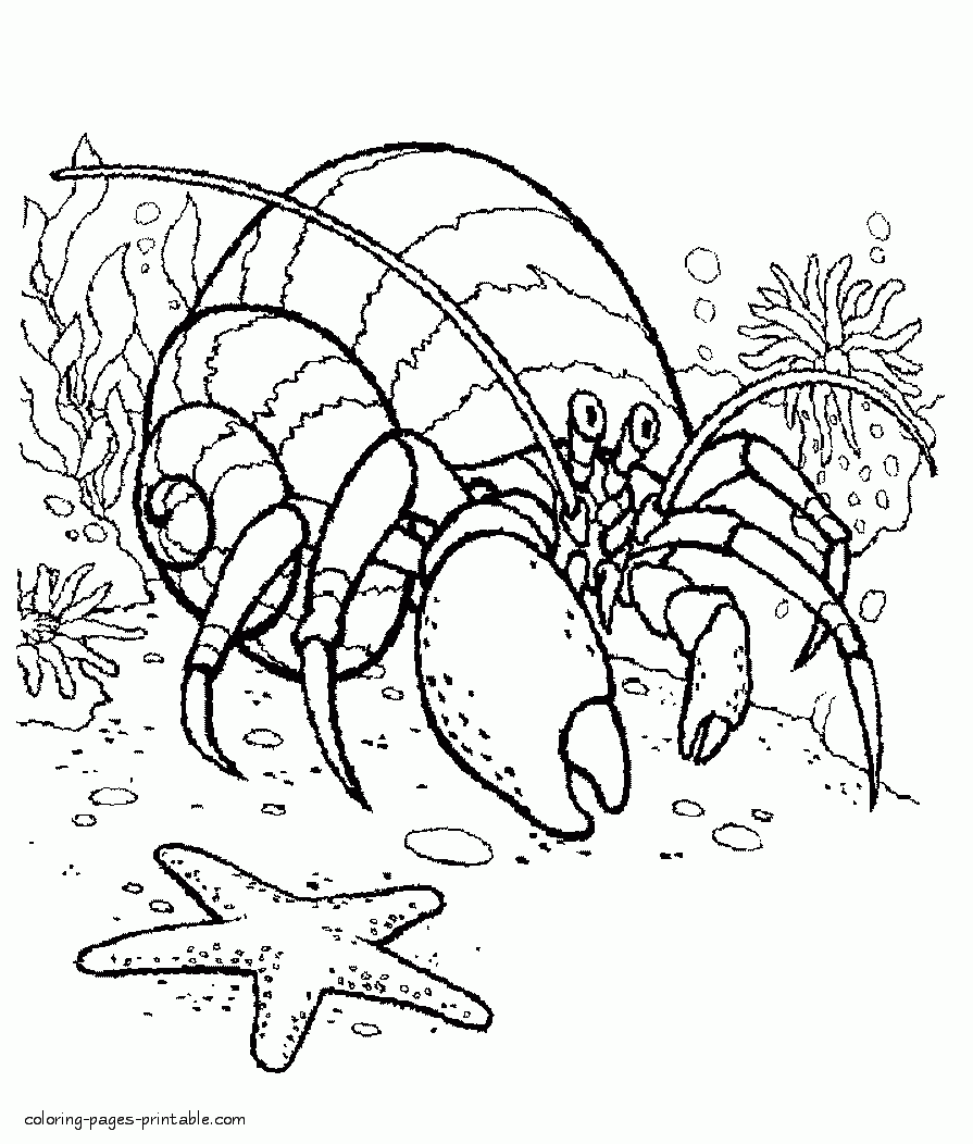 Hermit Crab Coloring Pages COLORING PAGES PRINTABLE COM Hermit Crab Coloring Pages COLORING PAGES PRINTABLE COM