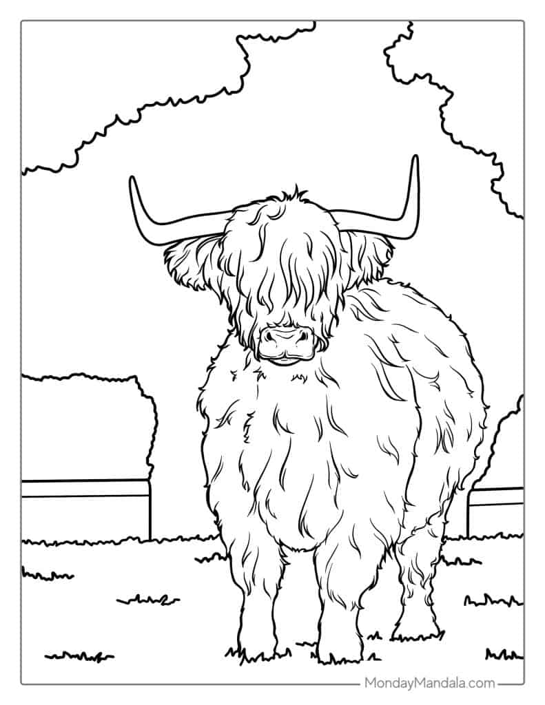Printable Highland Cow Coloring Pages Printable Highland Cow Coloring Pages