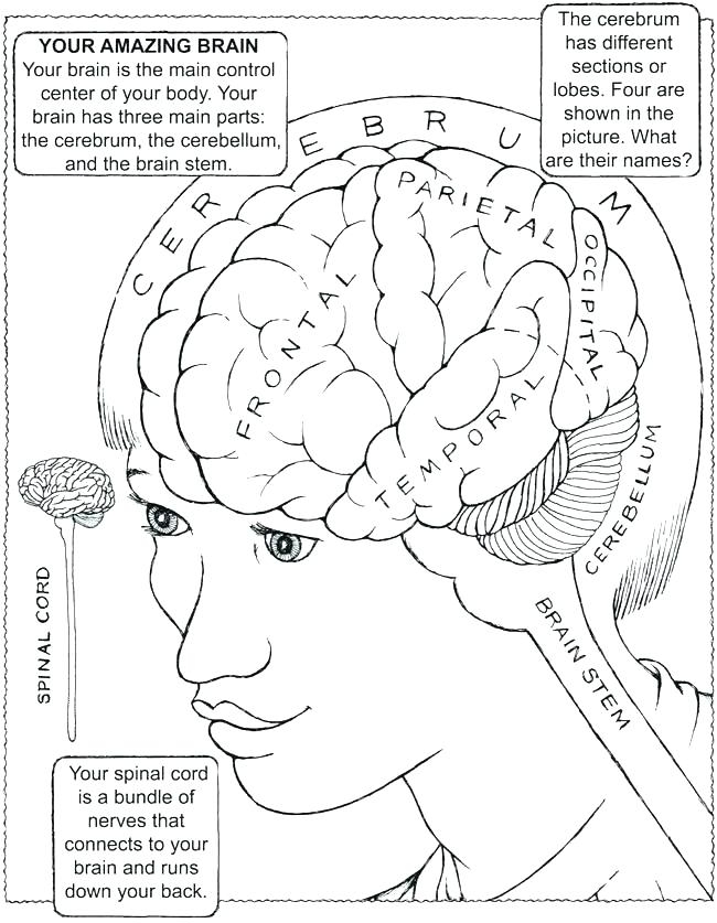 Human Anatomy Coloring Pages Printable At GetColorings Free Human Anatomy Coloring Pages Printable At GetColorings Free