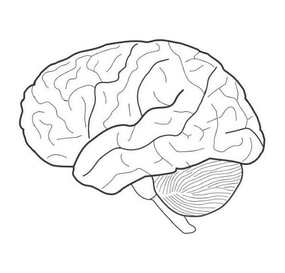 Brain Coloring Pages Printable Brain Coloring Pages Printable