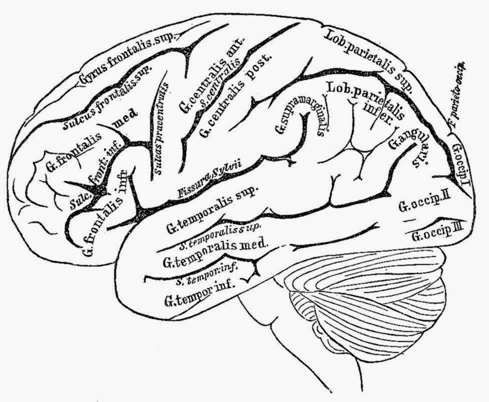 Human Brain Coloring Book Free Coloring Page Coloring Home Human Brain Coloring Book Free Coloring Page Coloring Home