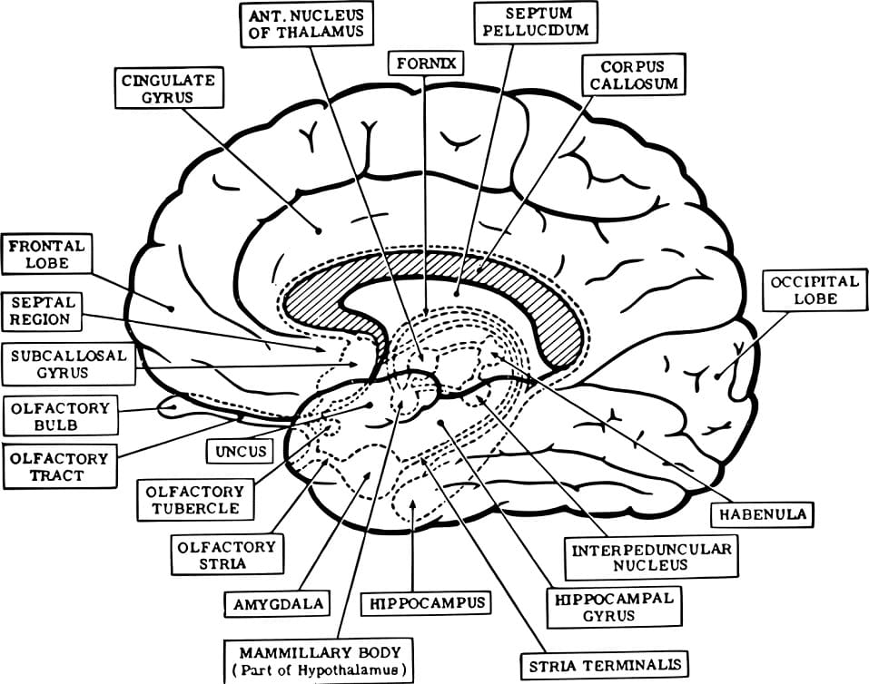 Human Brain Coloring Pages Free Printable Coloring Pages For Kids Human Brain Coloring Pages Free Printable Coloring Pages For Kids