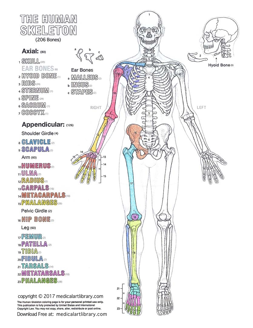 Human Skeleton Coloring Page Human Skeleton Coloring Page