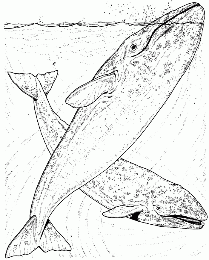 Humpback Whale Coloring Pages Coloring Home Humpback Whale Coloring Pages Coloring Home