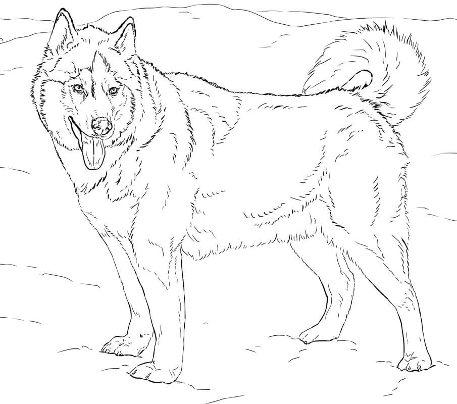 Husky Coloring Pages Free Printable Coloring Pages For Kids