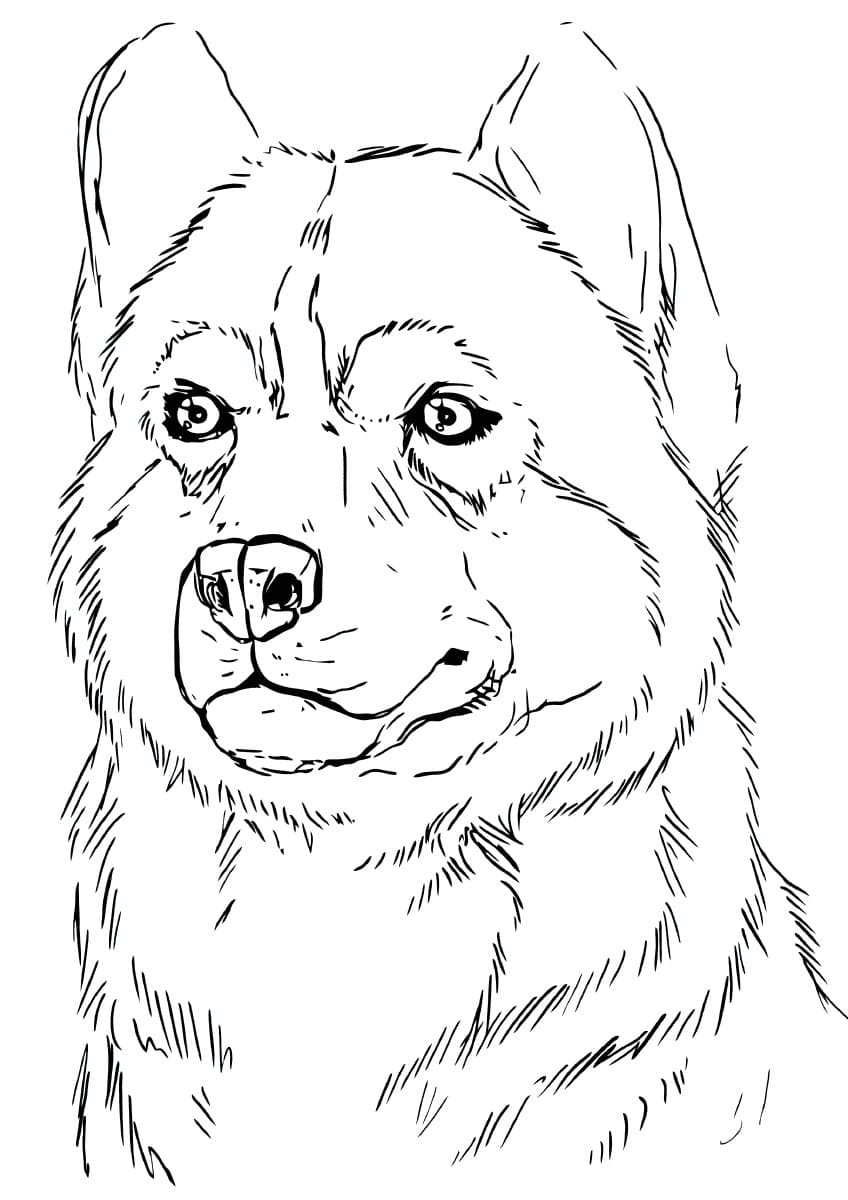 Husky Printable Coloring Pages Husky Printable Coloring Pages