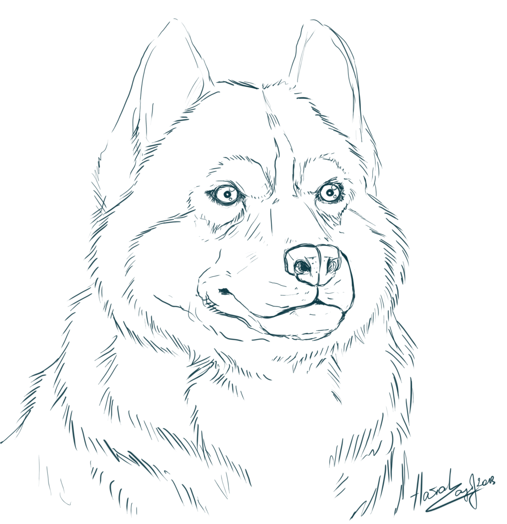 Husky Printable Coloring Pages Husky Printable Coloring Pages