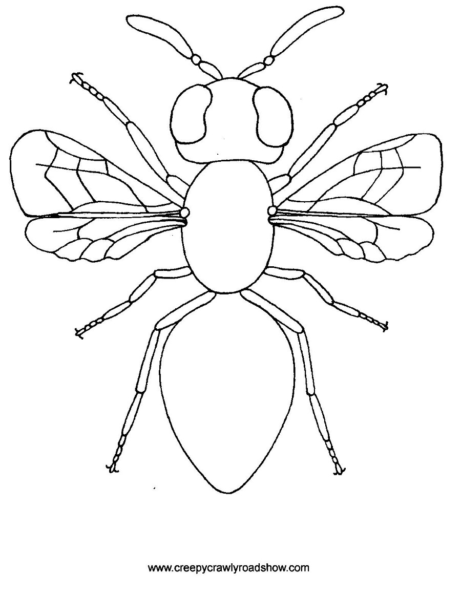 Insect Coloring Pages To Download And Print For Free Insect Coloring Pages To Download And Print For Free