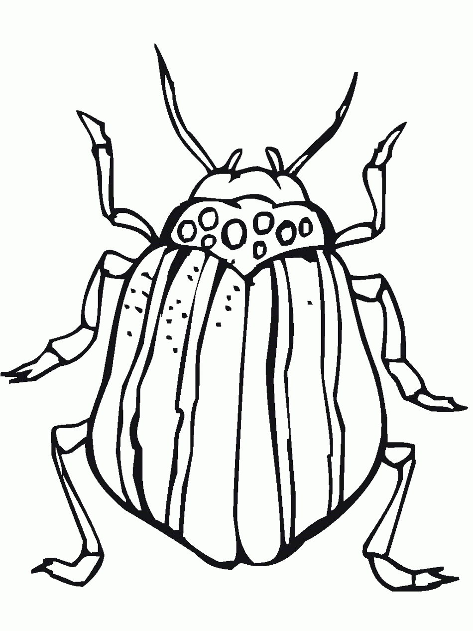 Insect Printable Coloring Pages Printable World Holiday Insect Printable Coloring Pages Printable World Holiday