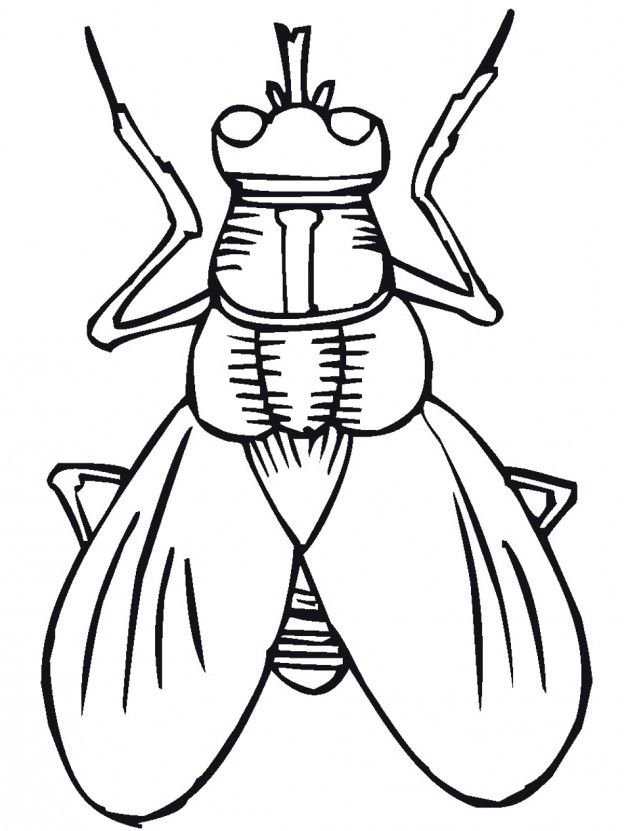 Insect Printable Coloring Pages Insect Printable Coloring Pages