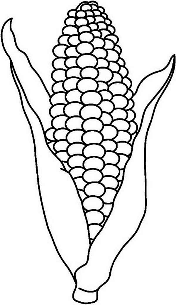 Intelligence Printable Corn On The Cob Coloring Pages New Intelligence Printable Corn On The Cob Coloring Pages New