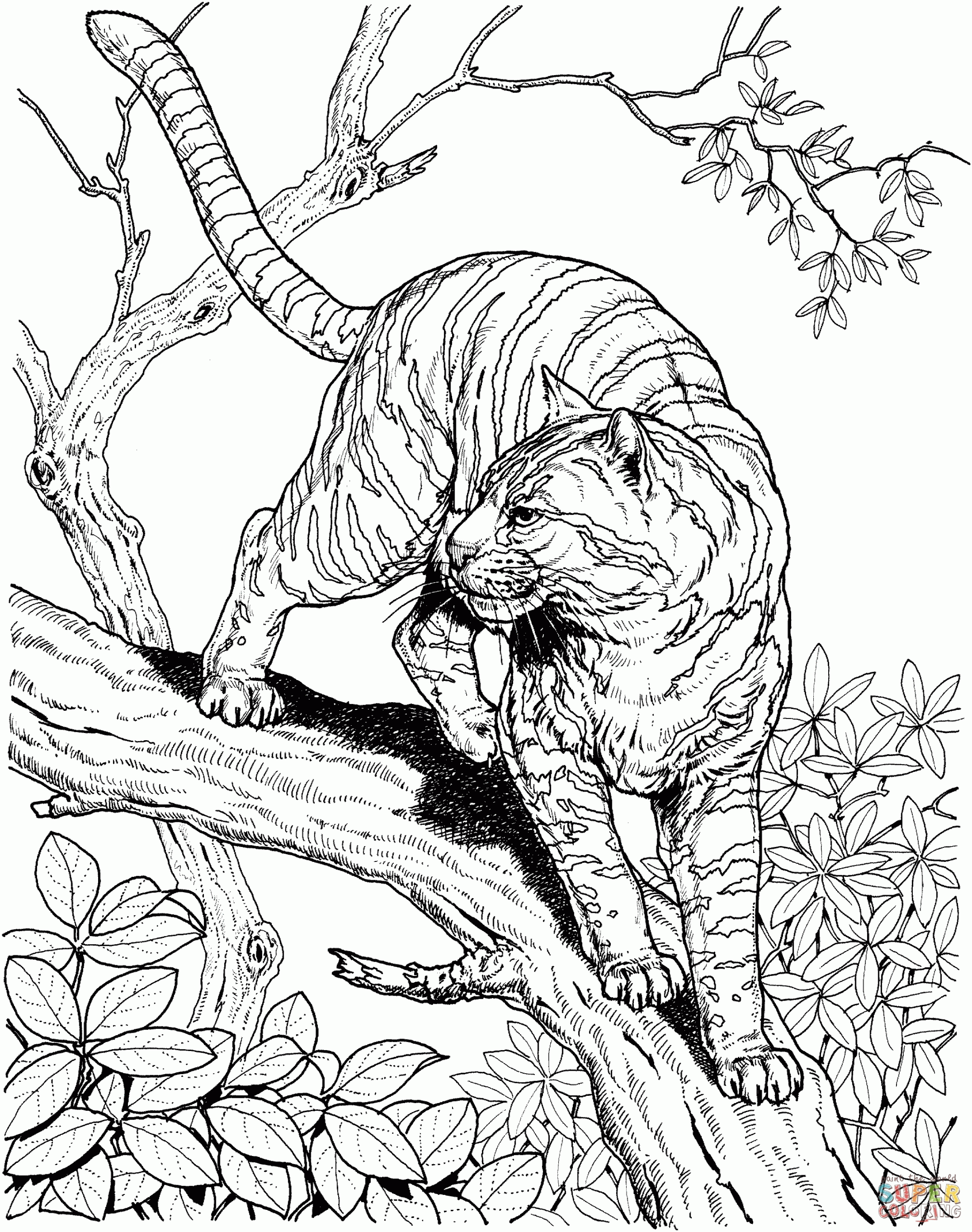 Jungle Animals Coloring Pages Free Coloring Home Jungle Animals Coloring Pages Free Coloring Home