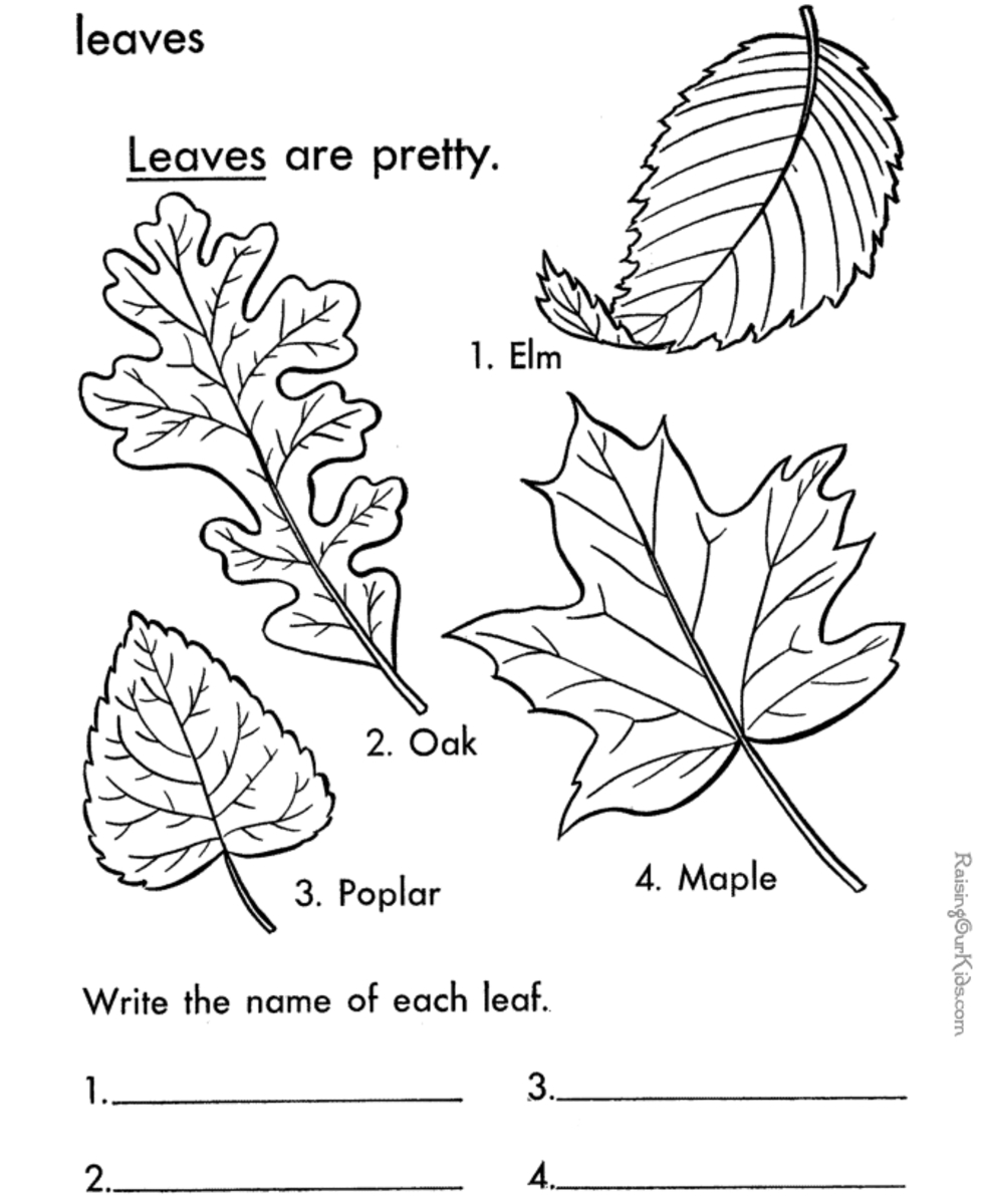 Leaf Printable Coloring Pages Hubpages Leaf Printable Coloring Pages Hubpages