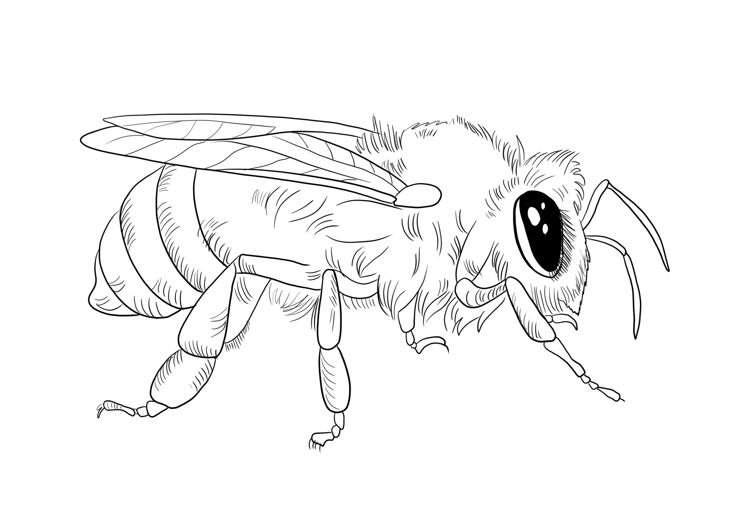 Lebah Mewarnai Abeja Kindergarten Bumble Tk Colorare Paud Colouring Lebah Mewarnai Abeja Kindergarten Bumble Tk Colorare Paud Colouring