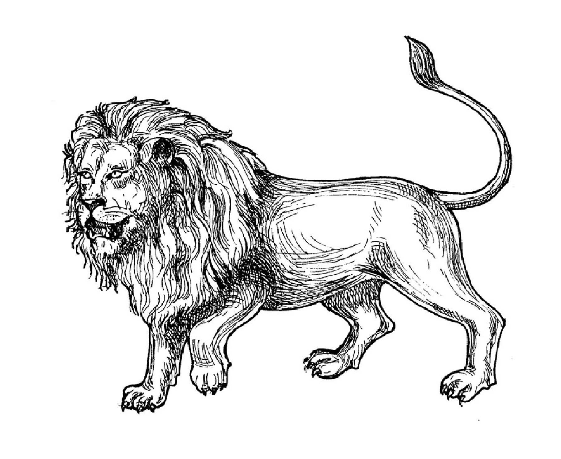 Lion Printable Coloring Pages Lion Printable Coloring Pages