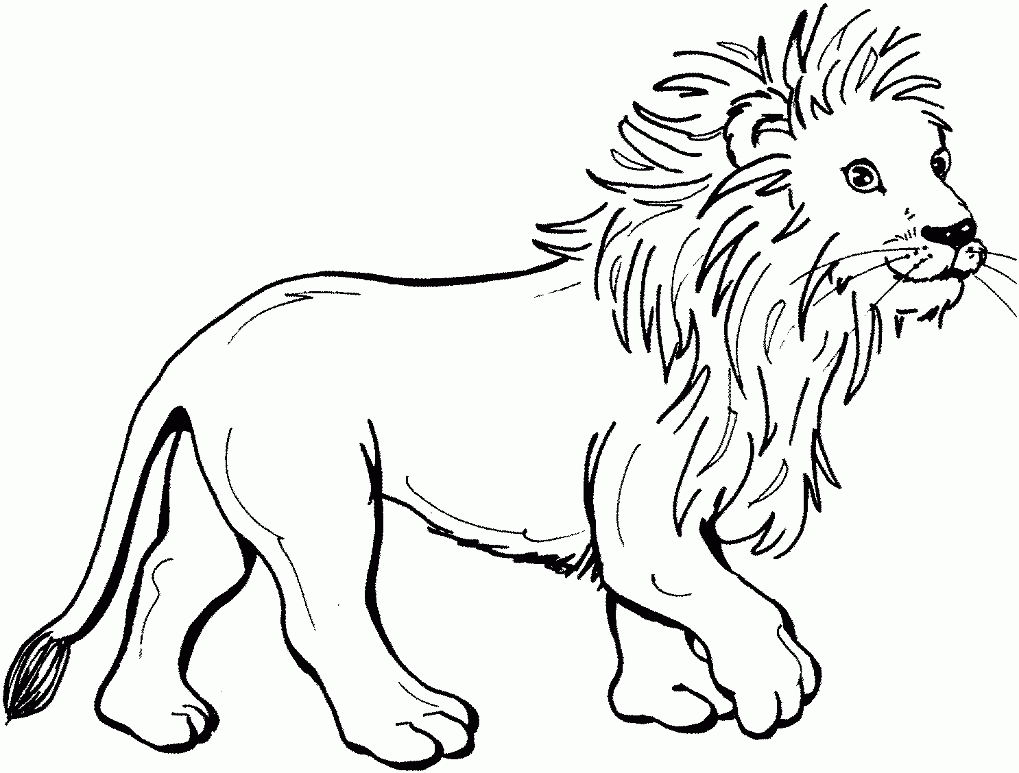 Lion Printable Coloring Pages Lion Printable Coloring Pages