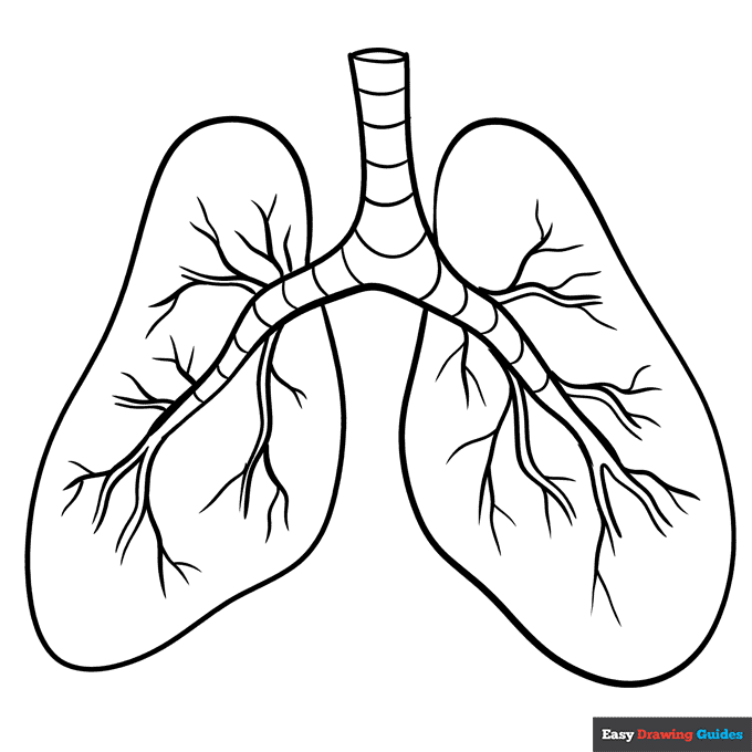 Lungs Coloring Page Easy Drawing Guides Lungs Coloring Page Easy Drawing Guides