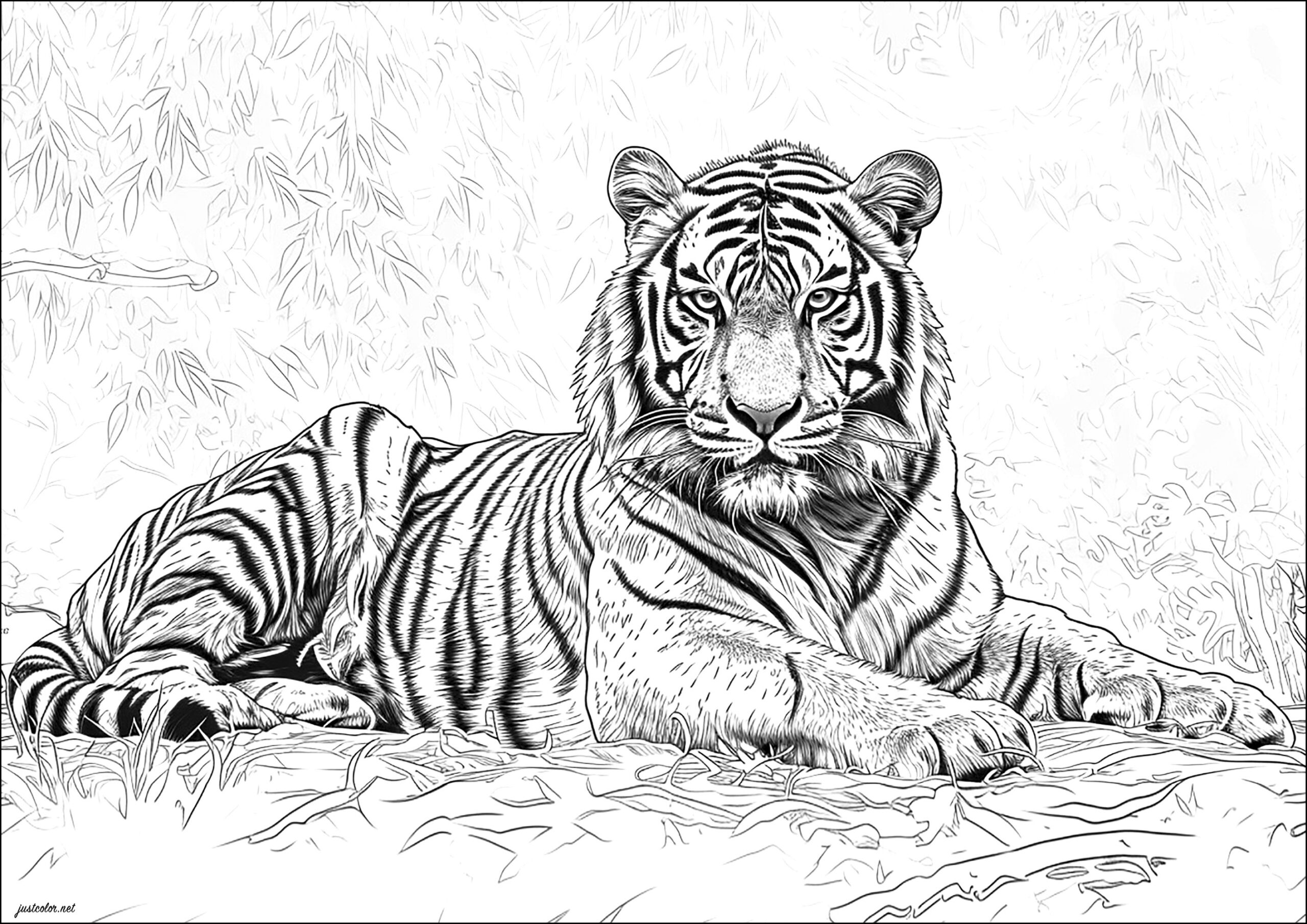 Magnificent Realistic Tiger Tiger Coloring Pages For Adults Magnificent Realistic Tiger Tiger Coloring Pages For Adults