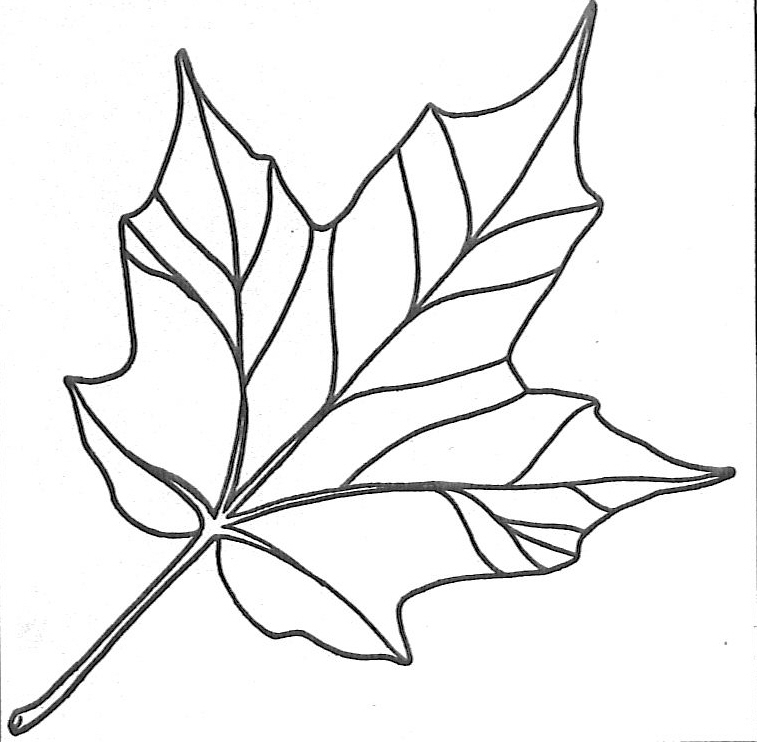 Maple Leaf Coloring ClipArt Best Maple Leaf Coloring ClipArt Best