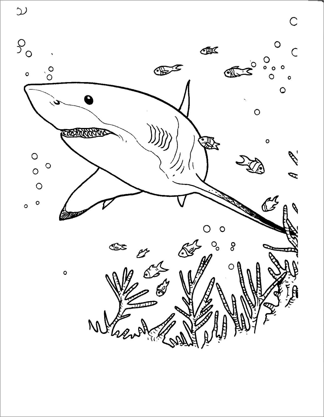 Great White Shark Coloring Pages Printable