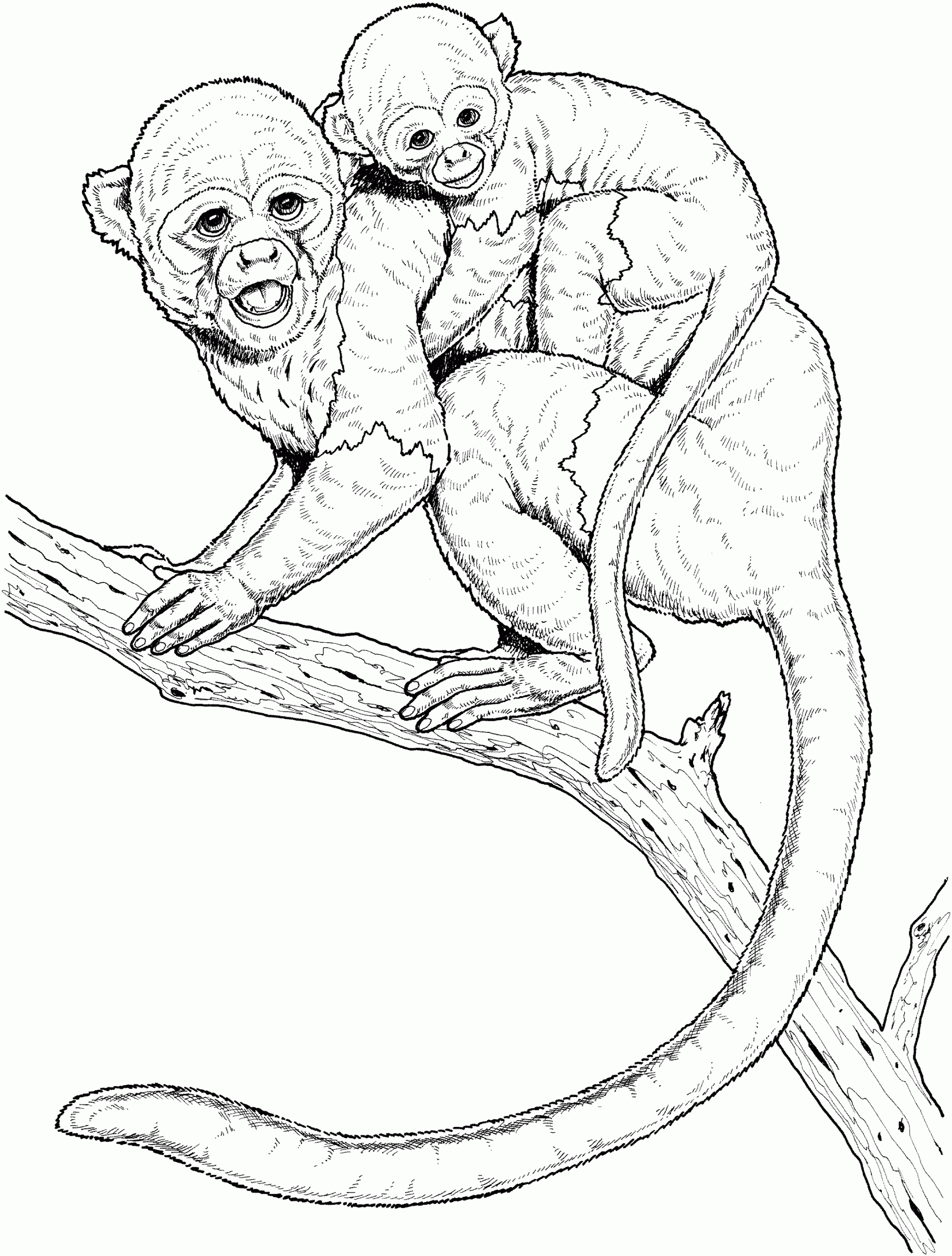 Monkey To Colour In Monkey To Colour In