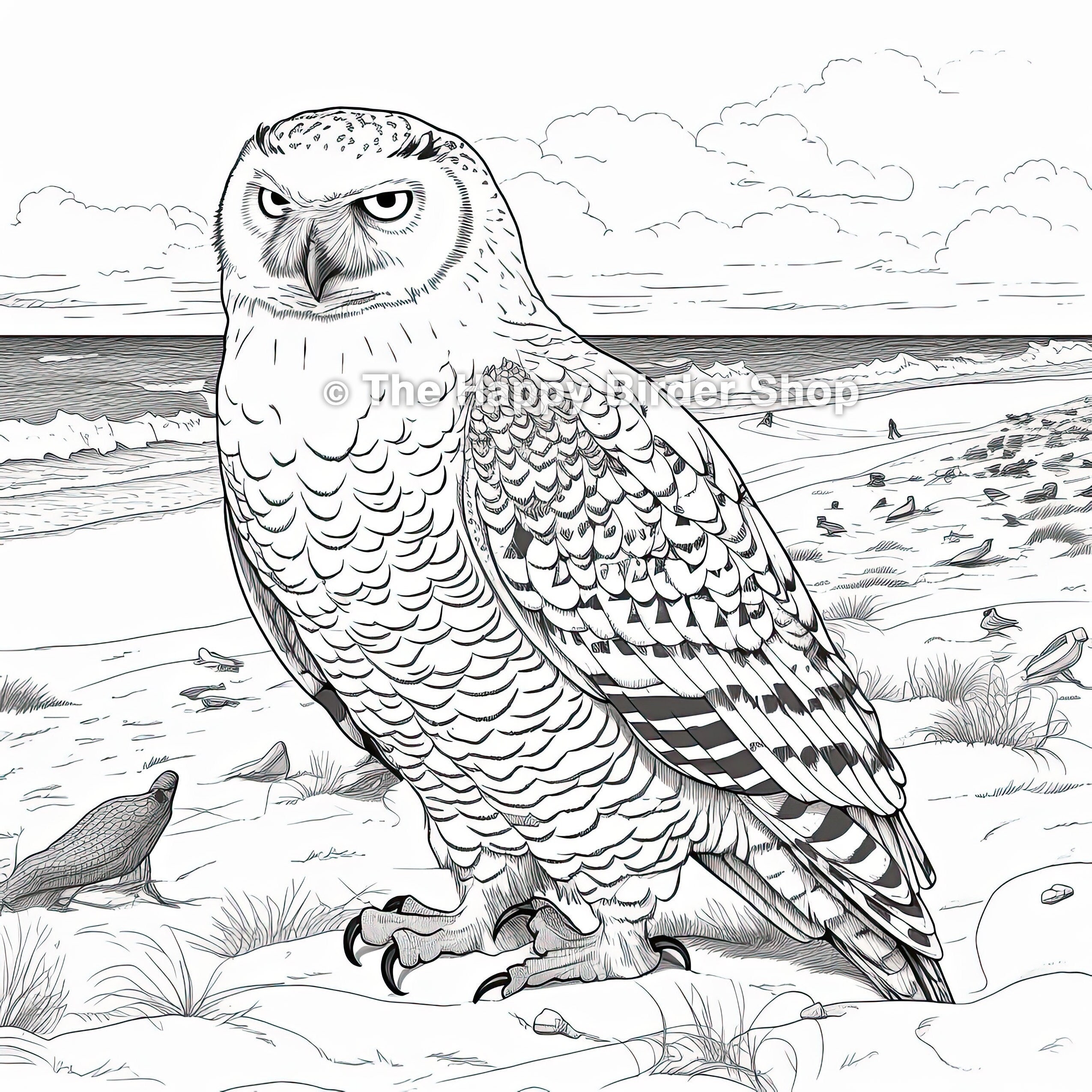 Owl Coloring Pages Owl Coloring Pages