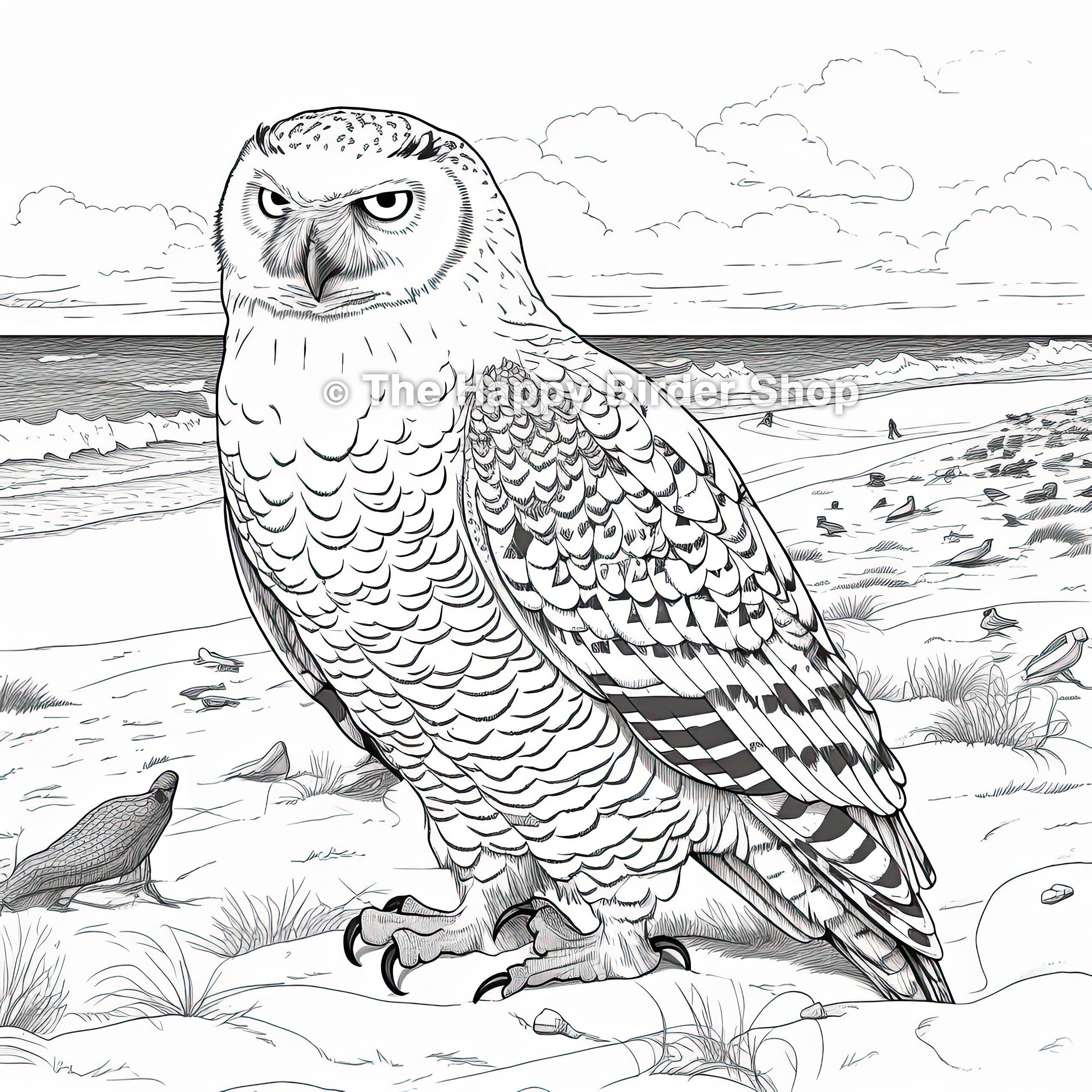 Owl Coloring Pages Owl Coloring Pages