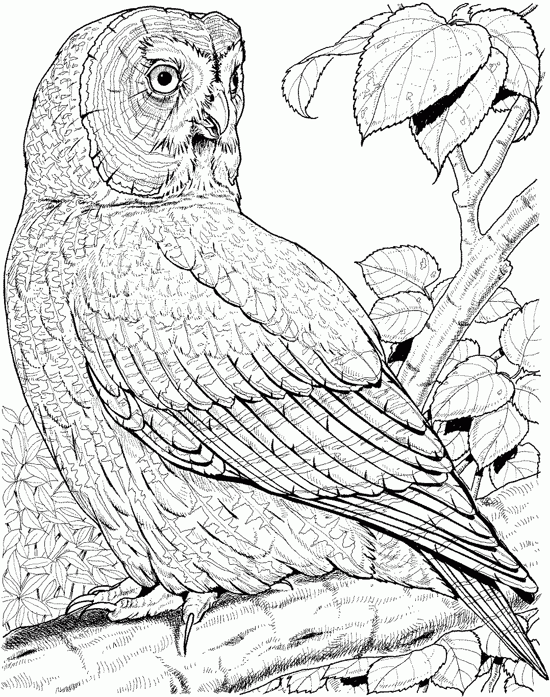 Owl Printable Coloring Pages Owl Printable Coloring Pages