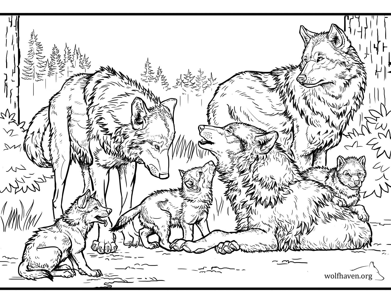 Pack Archives Wolf Haven International Pack Archives Wolf Haven International