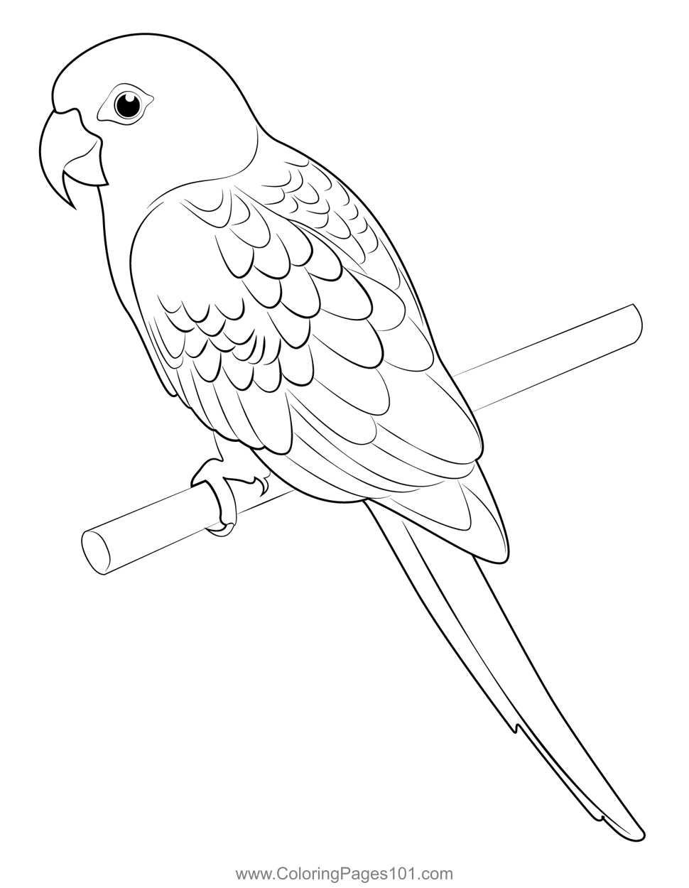 Parrot Coloring Pages Parrot Coloring Pages