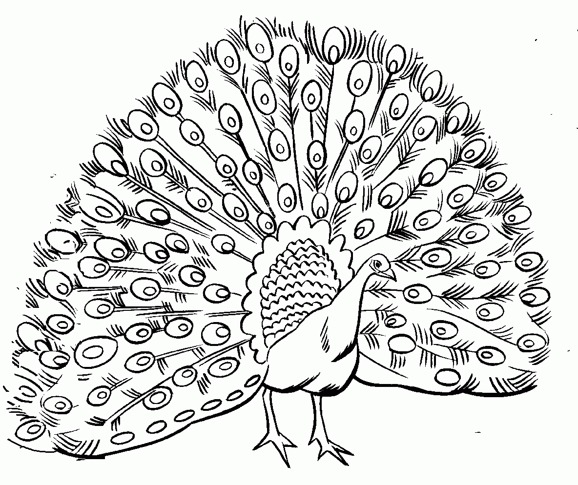 Peacock Coloring Pages Kidsuki Peacock Coloring Pages Kidsuki