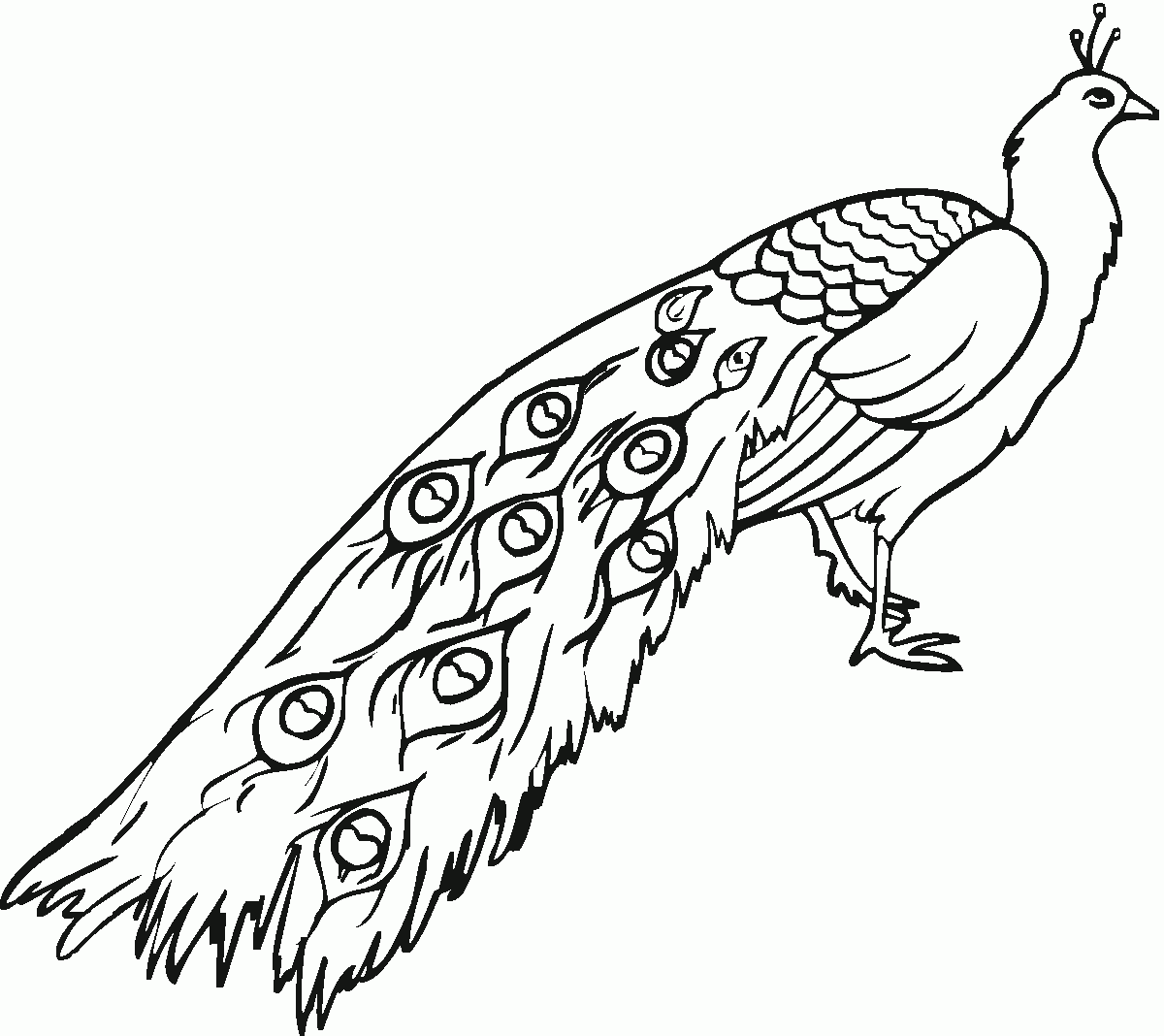 Peacock Printable Coloring Pages Peacock Printable Coloring Pages