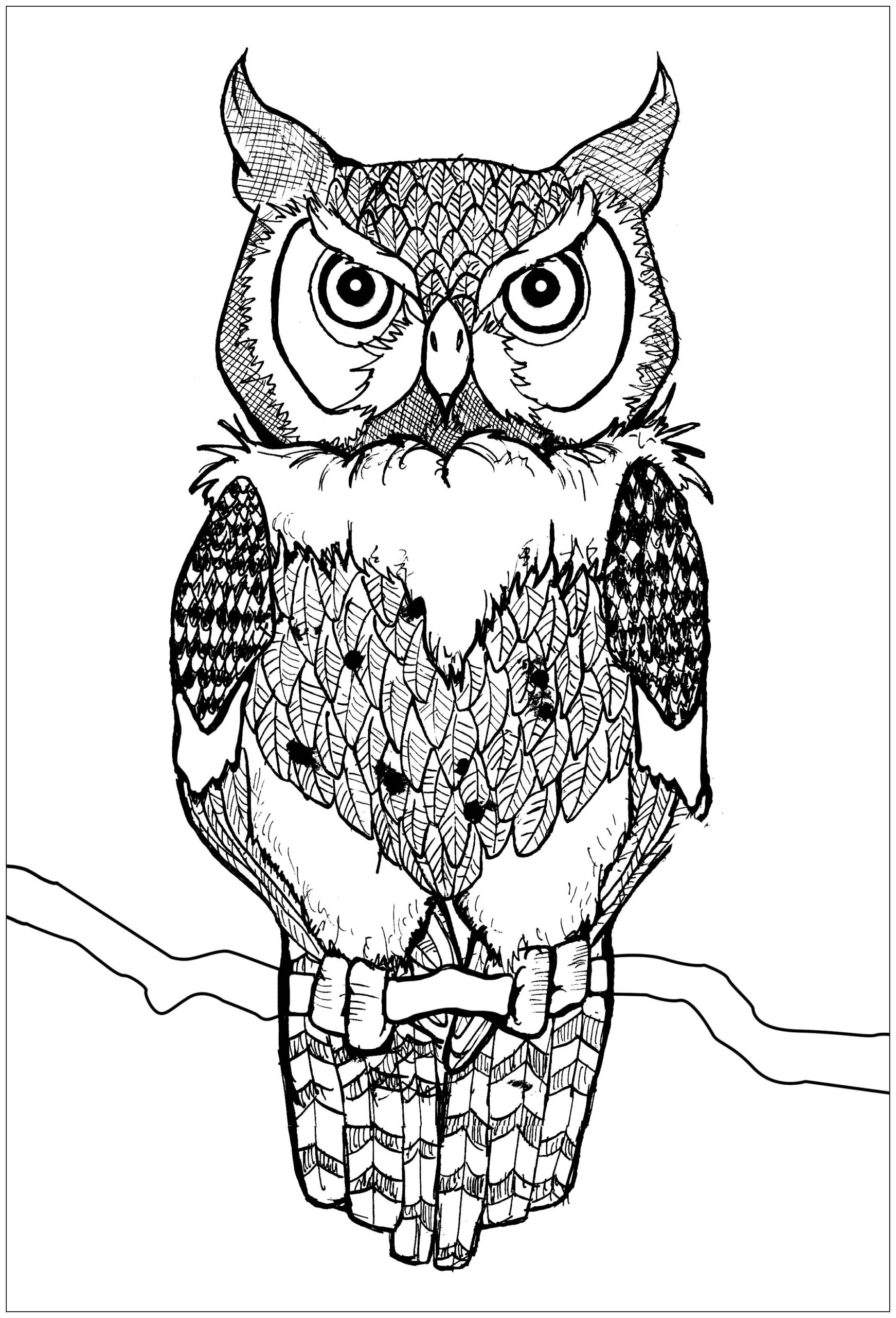 Piercing Eyes Owl Owl Coloring Pages For Adults Piercing Eyes Owl Owl Coloring Pages For Adults