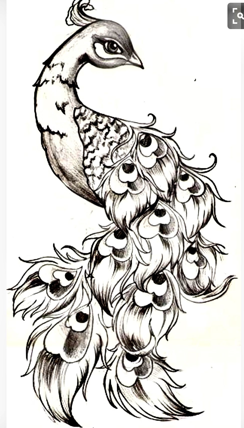 Pin By La Negra Carpio On Aaaa Peacock Drawing Peacock Tattoo Pin By La Negra Carpio On Aaaa Peacock Drawing Peacock Tattoo