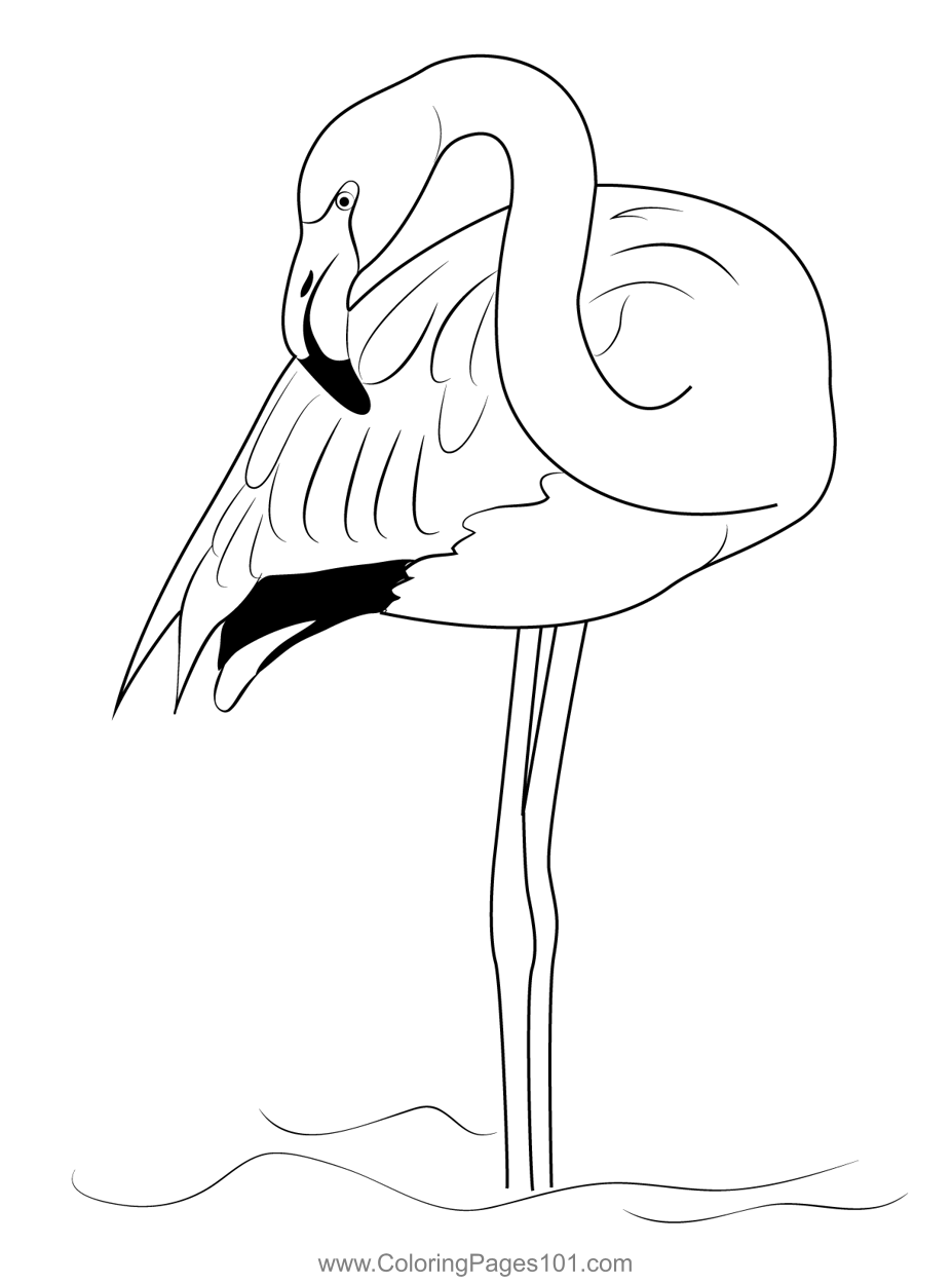 Pink Flamingo Birds Coloring Page For Kids Free Flamingos Printable Pink Flamingo Birds Coloring Page For Kids Free Flamingos Printable