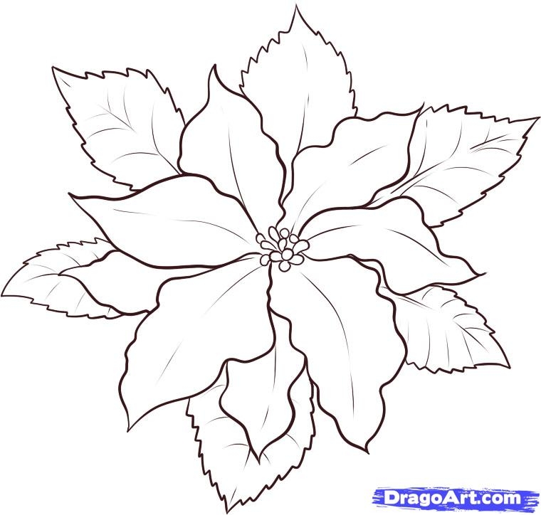 Poinsettia Outline Coloring Home Poinsettia Outline Coloring Home