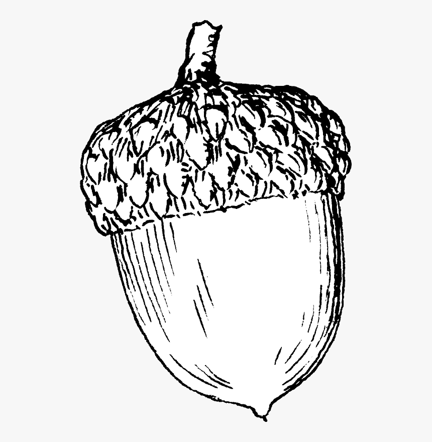 Printable Acorn Coloring Pages Printable Acorn Coloring Pages