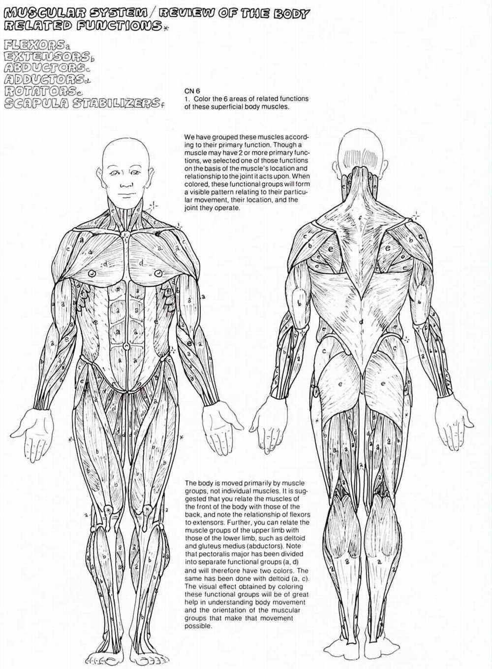 Printable Anatomy Coloring Pages Printable Anatomy Coloring Pages